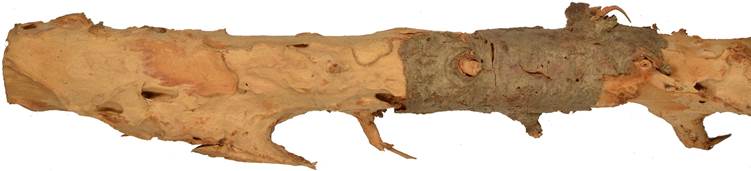 aab TUN cypřiš.JPG